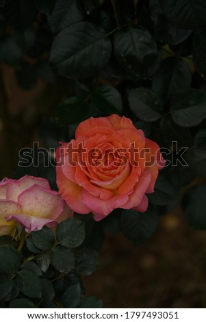 Cream and Pink Flower of Rose 'Elle' in Full Bloom

