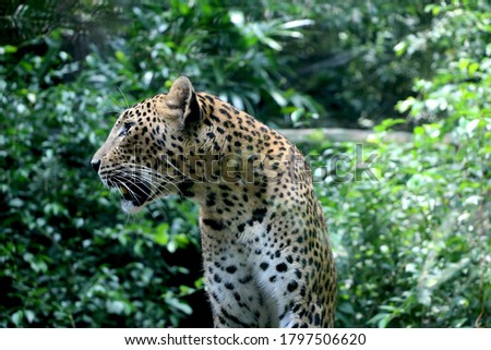 Side View of leopard (cheetah) with background of jungle