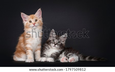 Duo of two cute Maine Coon kittens, laying / sitting beside eachother. Looking straight at camera with cute head tilt. Isolated on black background.
