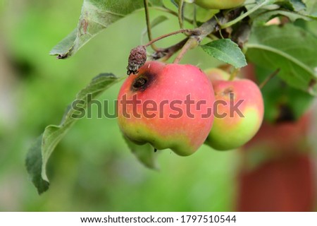 Wormy and rotten apples on a tree among green leaves in a garden close-up Royalty-Free Stock Photo #1797510544
