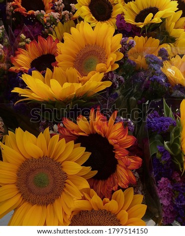 Sunflower bouquets from the local farmers market. 