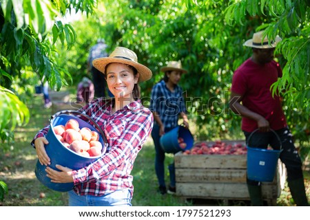 Portrait of smiling young Peruvian woman farmer with bucket of freshly harvested ripe peaches in fruit garden  Royalty-Free Stock Photo #1797521293