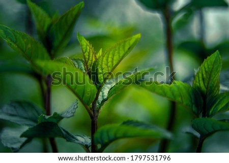 Beautiful closeup of peppermint leaves