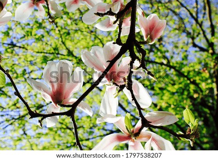 Magnolia flower blossom on the tree