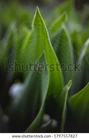 Spider on a web among lilies of the valley in the sunlight. Gardening season. Beautiful green background of plant leaves. Nature concept. Abstract wallpaper.