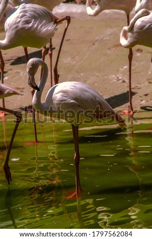 A white Flamingo with pink feathers standing in the water escapes the heat on a bright sunny day

