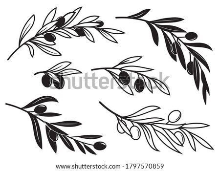 Set of olive branches. Collection of isolating leaves and branches. Italian Cuisine. A symbol of peace. Greek religious sign. Vector illustration of an olive tree. Royalty-Free Stock Photo #1797570859