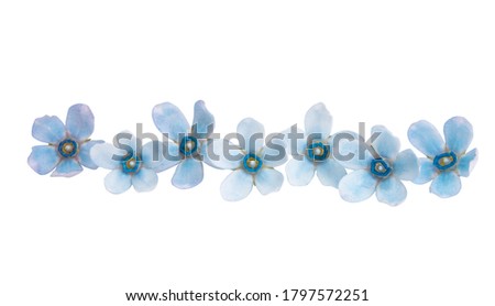 blue oxypetalum flowers isolated on white background