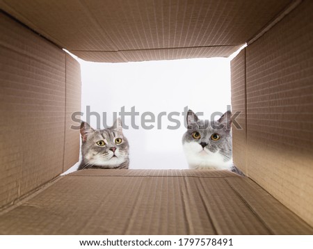 Grey beautiful cat, peeks into the cardboard carobka, curious pet checks interesting places. Copy space.