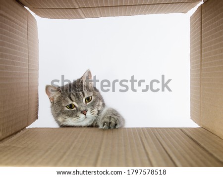 Grey beautiful cat, peeks into the cardboard carobka, curious pet checks interesting places. Copy space.