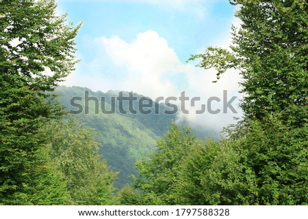 Misty landscape with pine forests in the morning