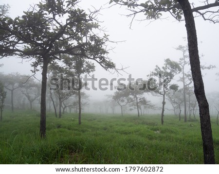 Fog In the morning of the day in the deciduous forest with hiking trails. During the rainy season of the year In the area on high mountains, Chaiyaphum, Thailand