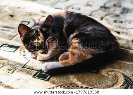 Beautiful short hair kitten lying on the bed at home. Stock photo. 