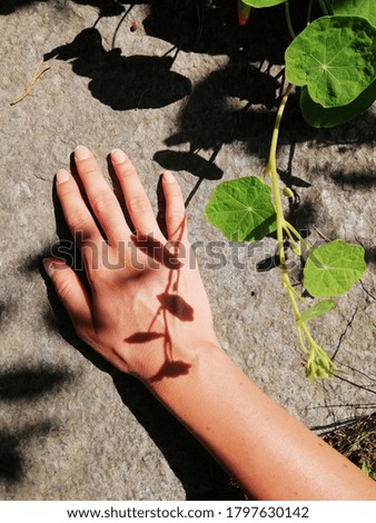 A vertical top view of a female hand with leaf shadows