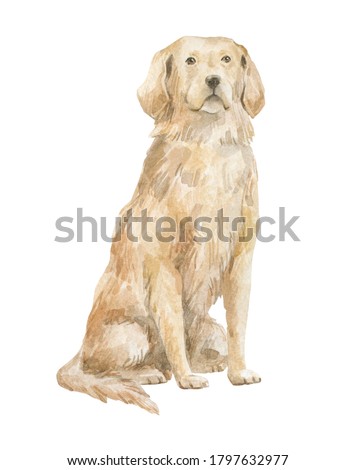Watercolor cute golden retriever dog. Domestic fluffy puppy. Sit retriever, home pet. Companion dog