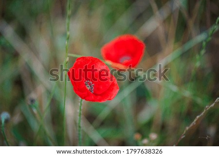 Red poppy flower (Papaver rhoeas) 