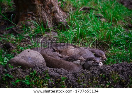 A closeup of cute baby otters sleeping at the zoo