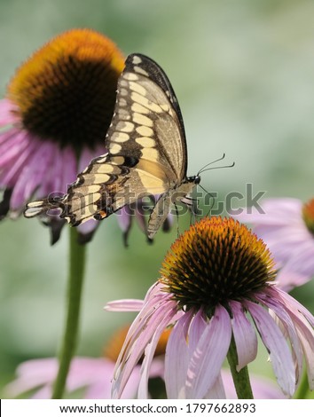 A eastern tiger swallowtail butterfly enjoying the nectar of a plant.
