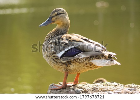 Ducks on the pond in the park. Wild ducks are reflected in the lake. Multi-colored feathers of birds. A pond with ducks and drakes. Duck feed on the surface of the water. Ducks eat food in the water Royalty-Free Stock Photo #1797678721