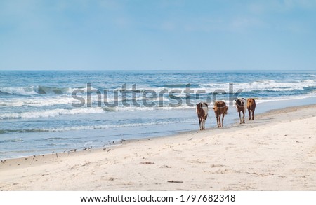 Wild pony on the ocean coast at Assateague State Park Royalty-Free Stock Photo #1797682348