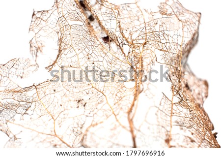 the structure of the old tree leaf isolated on white background, aging, nature, life cycle of a tree.