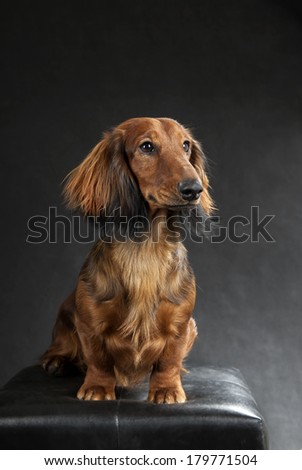 long-haired dachshund on a black background