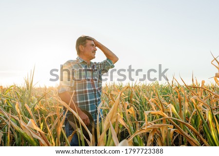 side view of a Worried corn farmer looking over at cornfield in bad condition, concept of crop protection importance Royalty-Free Stock Photo #1797723388