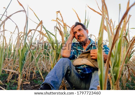 low angle of an old farmer sitting down in the cornfield, sad farmer, corn crops damaged by drought Royalty-Free Stock Photo #1797723460