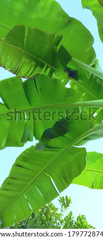 Banana leaves in the morning around the plantation