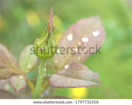 Closeup green autumn leaf of rose flower plants with water drops on leaves for pretty background ,macro image young leaves in garden, soft selective focus ,morning fresh dew ,after the rain ,spring 