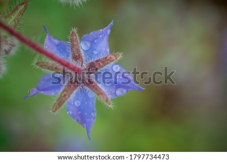 Borage borago officinalis starflower edible flower with bright b
