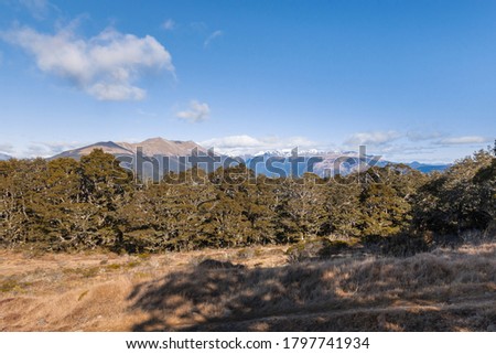 Southern beech forest in Nelson Lakes National Park, South Island, New Zealand Royalty-Free Stock Photo #1797741934
