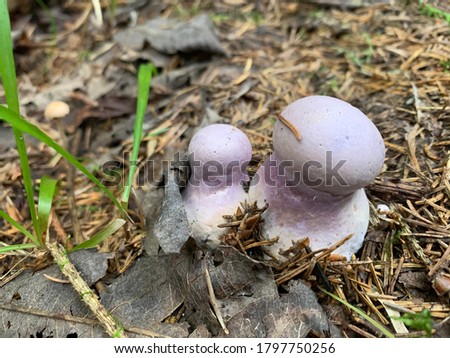 Cortinarius violaceus, commonly known as the violet webcap or violet cort