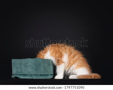 Cute red with white harlequin cat kitten, sitting up side ways beside green velvet bag. Looking in bag, head not showing. Isolated on black background.