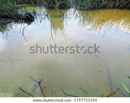 swamp water that was formerly a pond