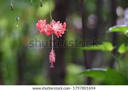 A Fringed hibiscus flower ( Scientific name: Hibiscus  schizopetalus Hook.f ) 