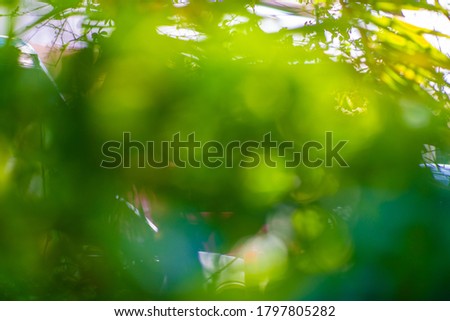 Abstract green leaf tree blurred nature background with bokeh for creative designs. Green leaves bokeh out of focus background