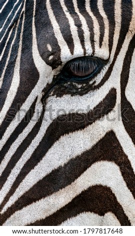 Close up left eye and skin pattern of zebra, vertical image. Background texture part of wild animal.