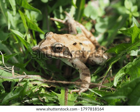 Wild frog in a grass