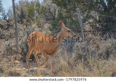 Wild Mule Deer in the countryside of Delta Colorado