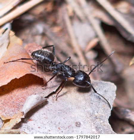 
A large ant runs through the forest