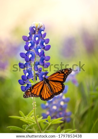 Monarch butterfly (Danaus plexippus) on Texas Bluebonnet flower (Lupinus texensis). Texas concept with two Texas symbols.
 Royalty-Free Stock Photo #1797853438