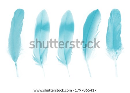 Beautiful collection green turquoise colors tone feather isolated on white background