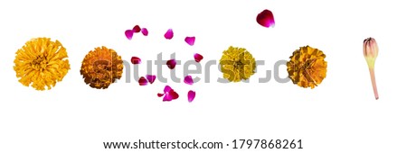Scattered petals of red pink rose with different types of yellow marigold flowers on isolated white background