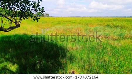a swamp filled with grass