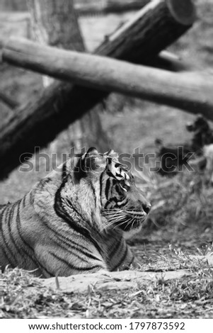 Black and white photo of a tiger shot from a distance