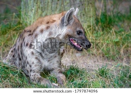 Spotted Hyenas in nature,close up of Carnivore, creature.