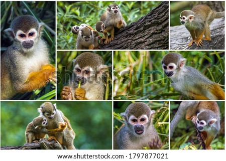 Cute squirrel monkey (Saimiri) subfamily: saimiriinae .Collage set.