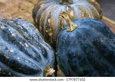 Black and orange pumpkin bunch. Vegetable peel texture. Ripe squash closeup photo. Autumn season background. Thanksgiving or Halloween banner template. Fall seasonal card with pumpkin. Whole squash