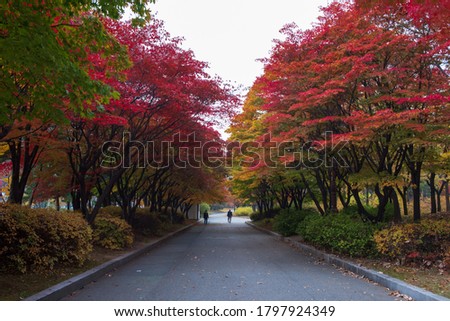 Colorful autumn leaves, autumn alley, red maple trees in public park, seasonal background